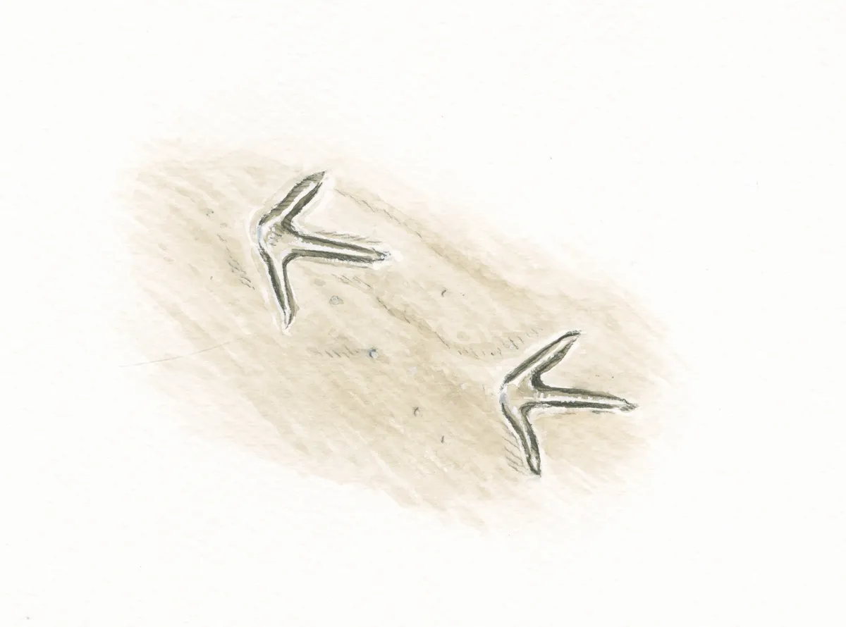 Pheasant tracks illustration