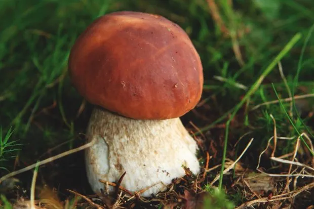 Porcini mushroom in grass
