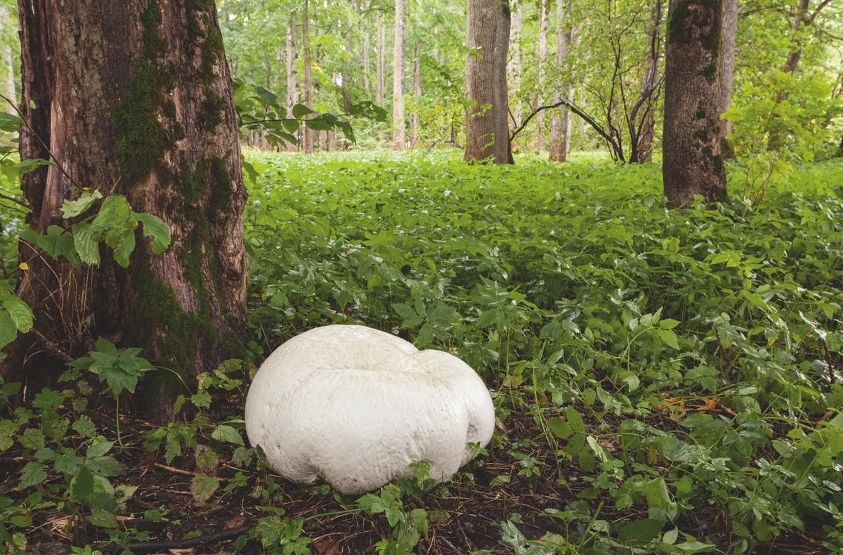 Puffball fungi growing on the forest floor