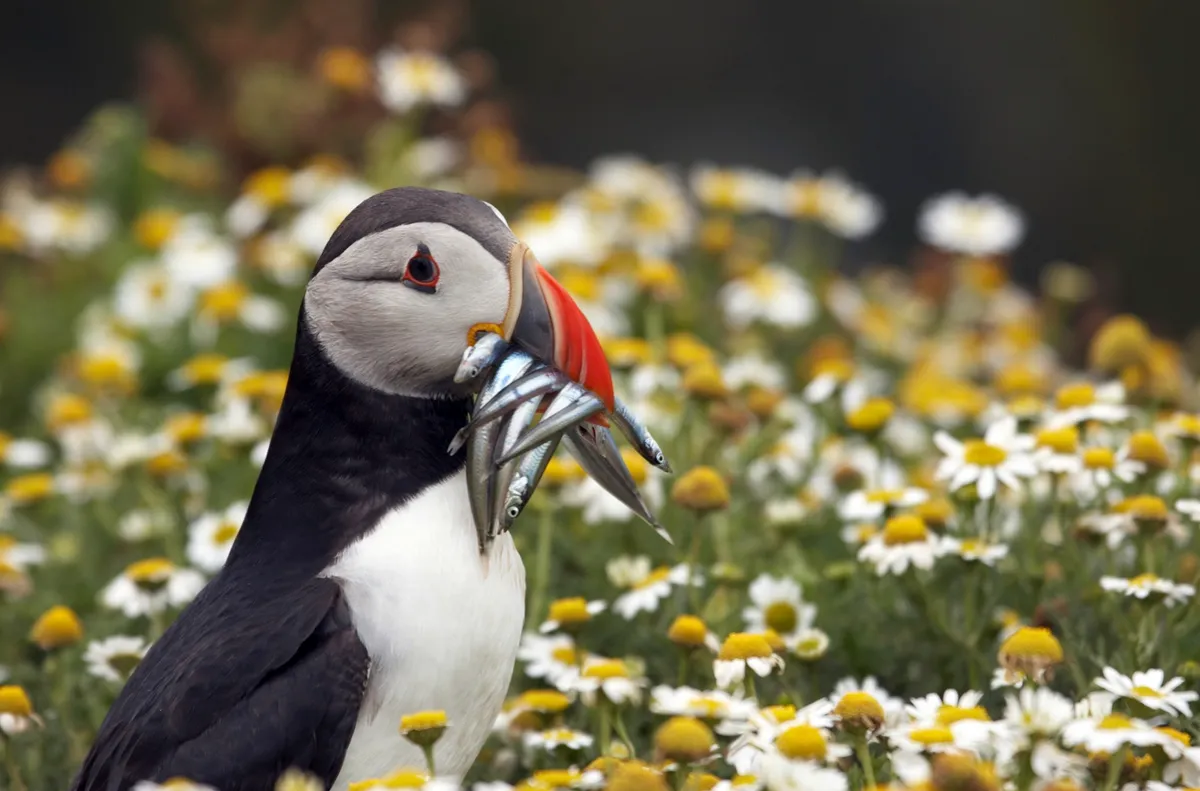 Puffin with a catch of sand eels
