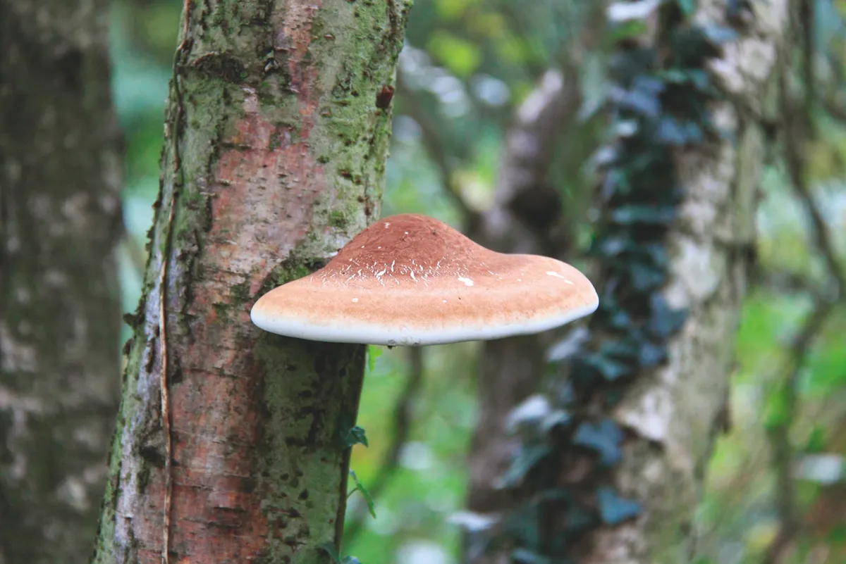 Razorstrop fungi growing from tree trunk