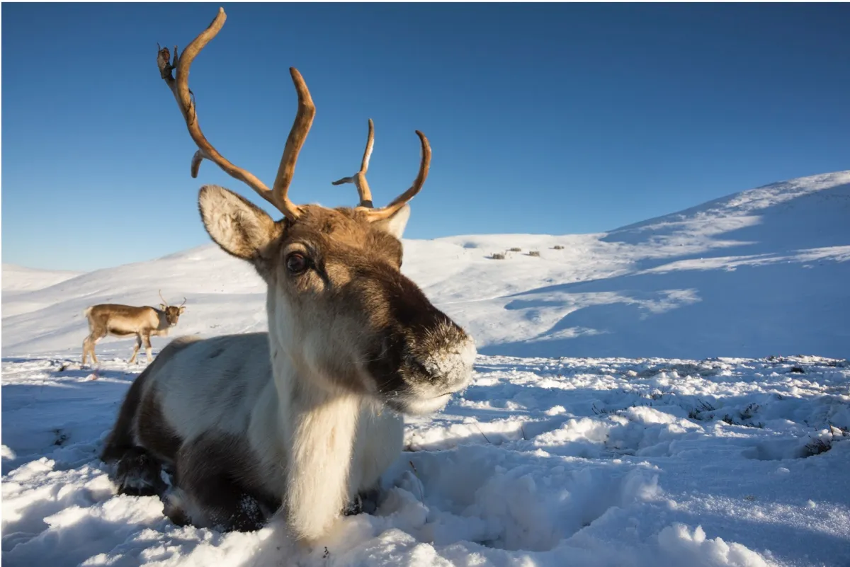 Reindeer_Lying_GettyImages-358872a