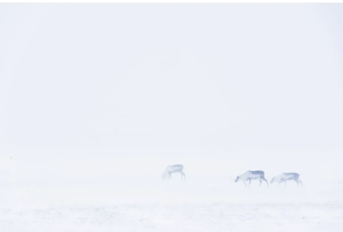 Reindeer_blizzard_GettyImages-a0bf7ef