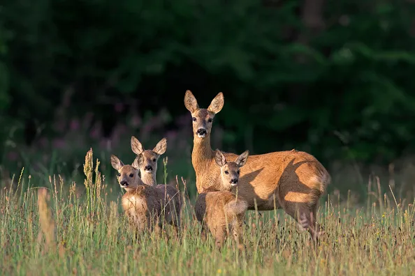 European roe deer (Capreolus capreolus) female with three fawns in grassland at forest's edge in summer. (Photo by: Arterra/UIG via Getty Images)
