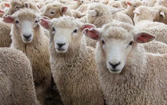 Group of Romney sheep looking at camera