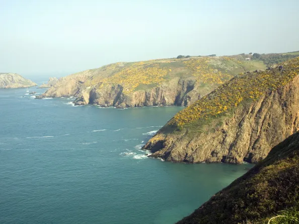 Cliffs with yellow flowers of common gorse bush, Island of Sark, Channel Islands, Great Britai. (Photo By: Geography Photos/UIG via Getty Images)