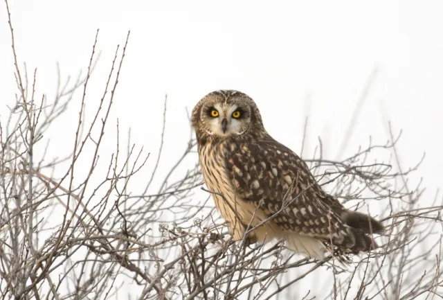Short-eared owl perched in a tree in an open meadow in winter