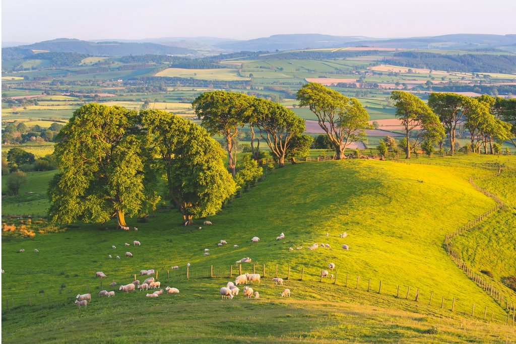 Linley Beeches Walk: Linley Beeches, Shropshire | Countryfile.com