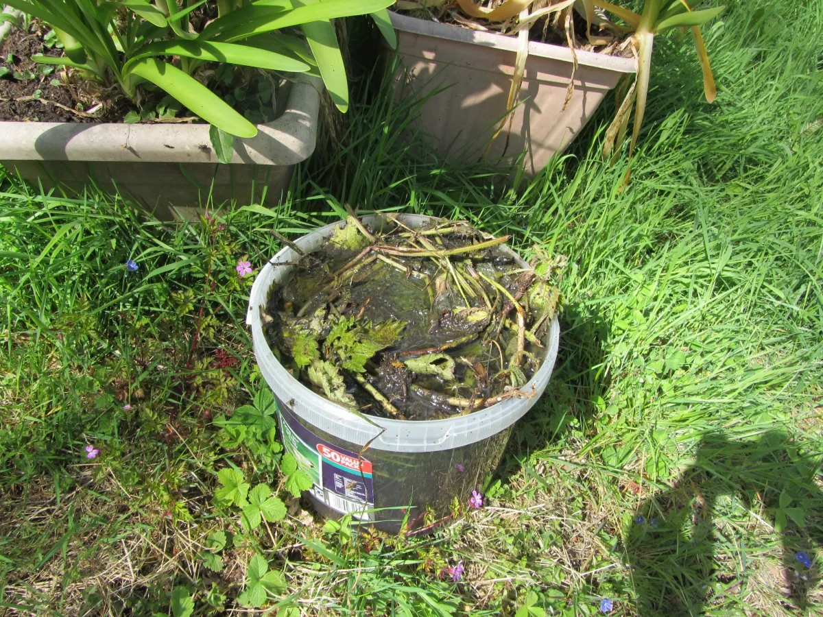 Nettles can be turned into a liquid fertilizer