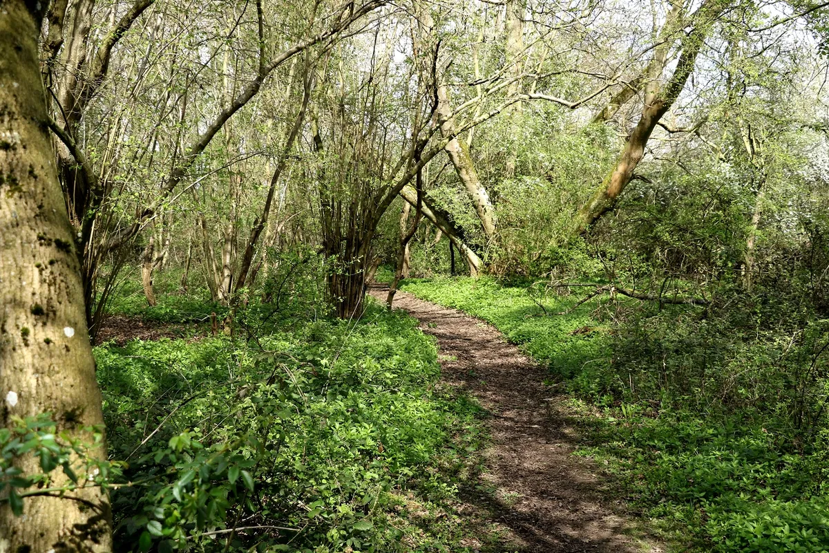 Sweffling woods, Suffolk