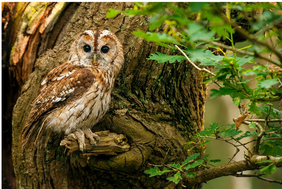 Tawny owl perching on branch