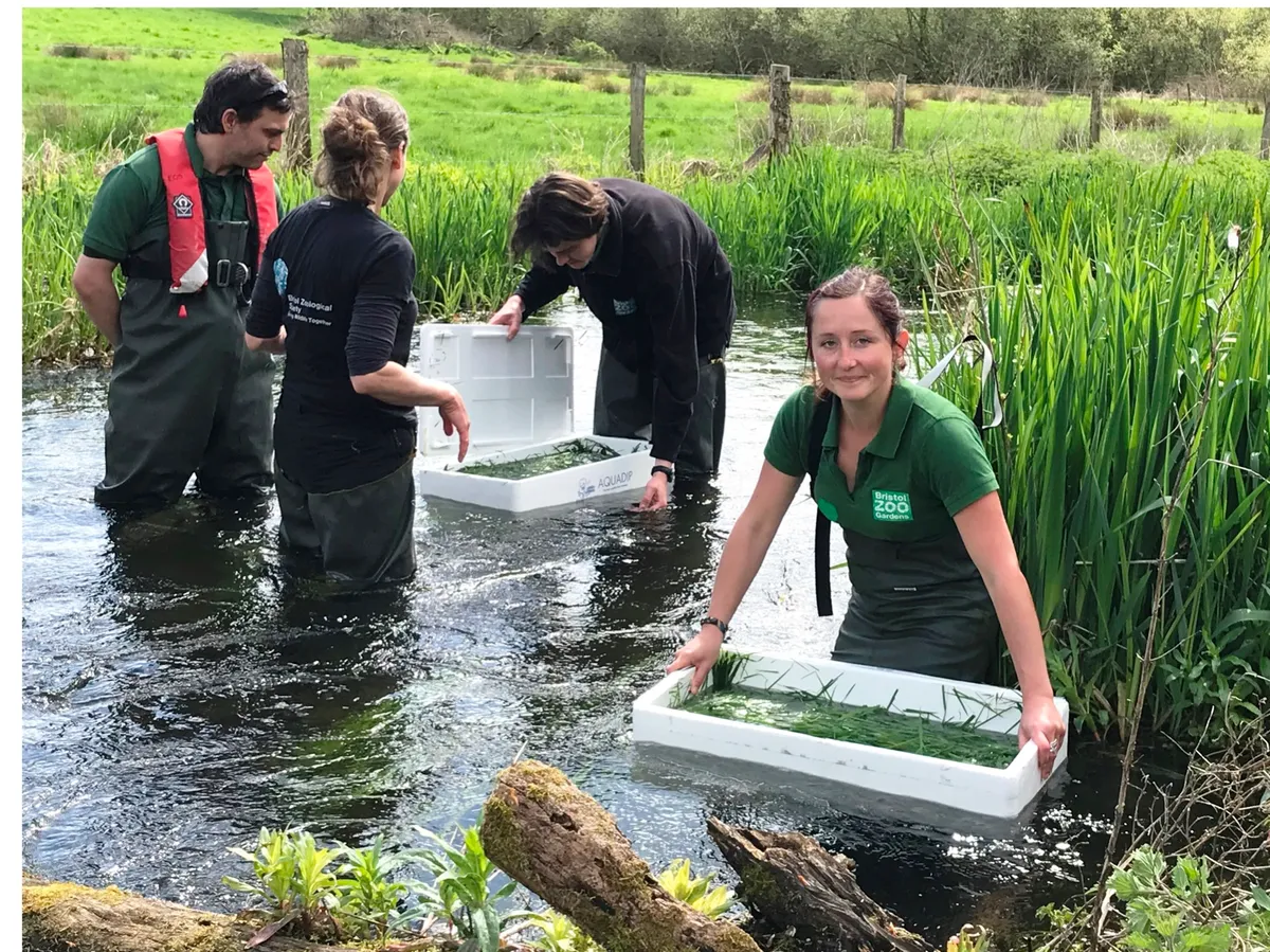 Teams from Bristol Zoo and Hampshire and Isle of Wight Wildlife Trust release crayfish into the River Itchen