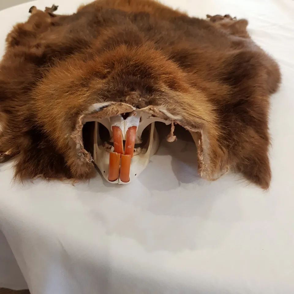 Beaver skin fur pelt and skull beaver teeth