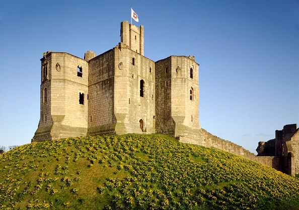 Warkworth Castle, Northumberland, c2000s(?). View of the keep from the north-west with daffodils covering the mound. Warkworth Castle was the home of the Percy family, who at times wielded more power in the North than the King himself. The keep was built in the late 14th century. Artist: Historic England Staff Photographer. (Photo English Heritage/Heritage Images/Getty Images)