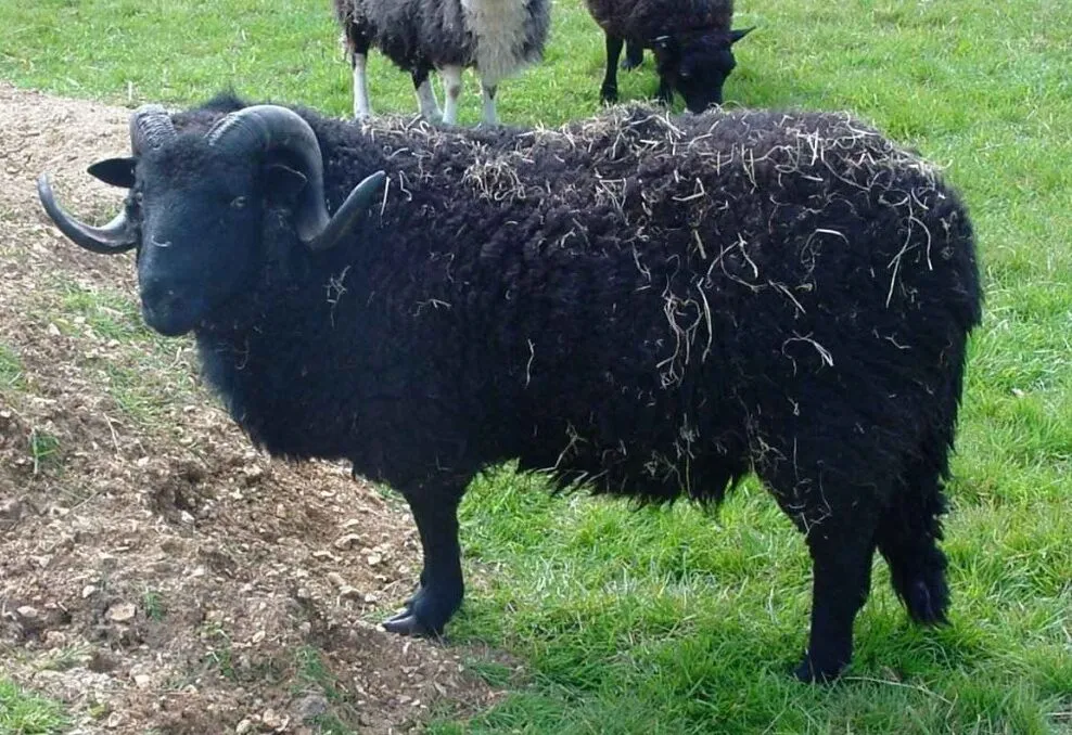 Welsh black mountain sheep with long fleece in field
