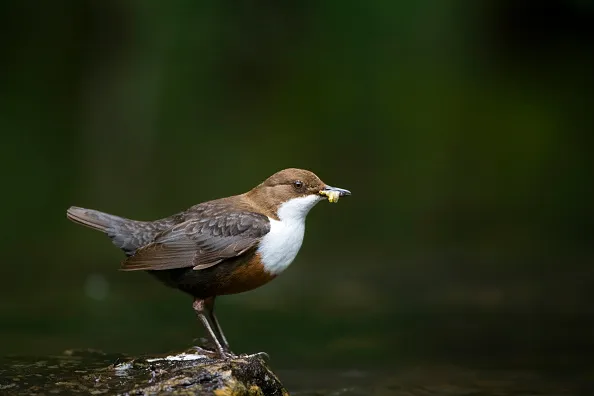 A dipper hunting on the water. (Photo by: Loop Images/UIG via Getty Images)