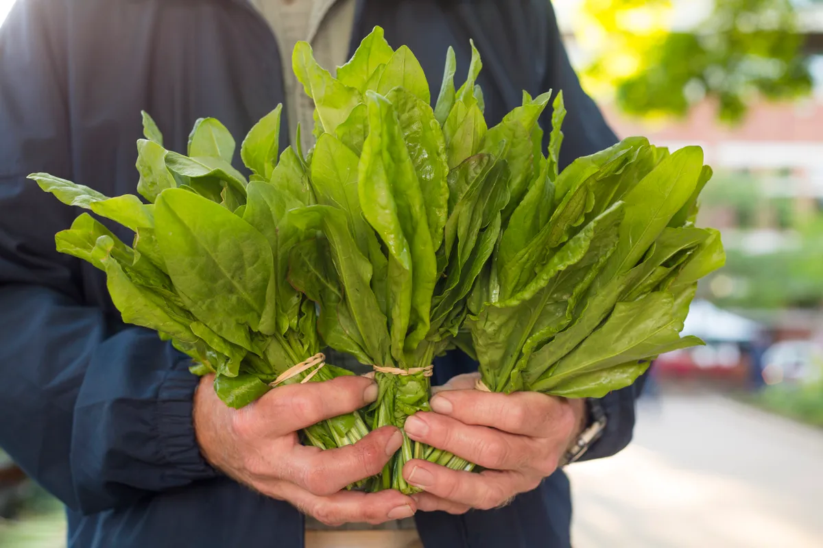A farmer holds bunches of sorrel at a farmer's market in Fayetteville, Arkansas.