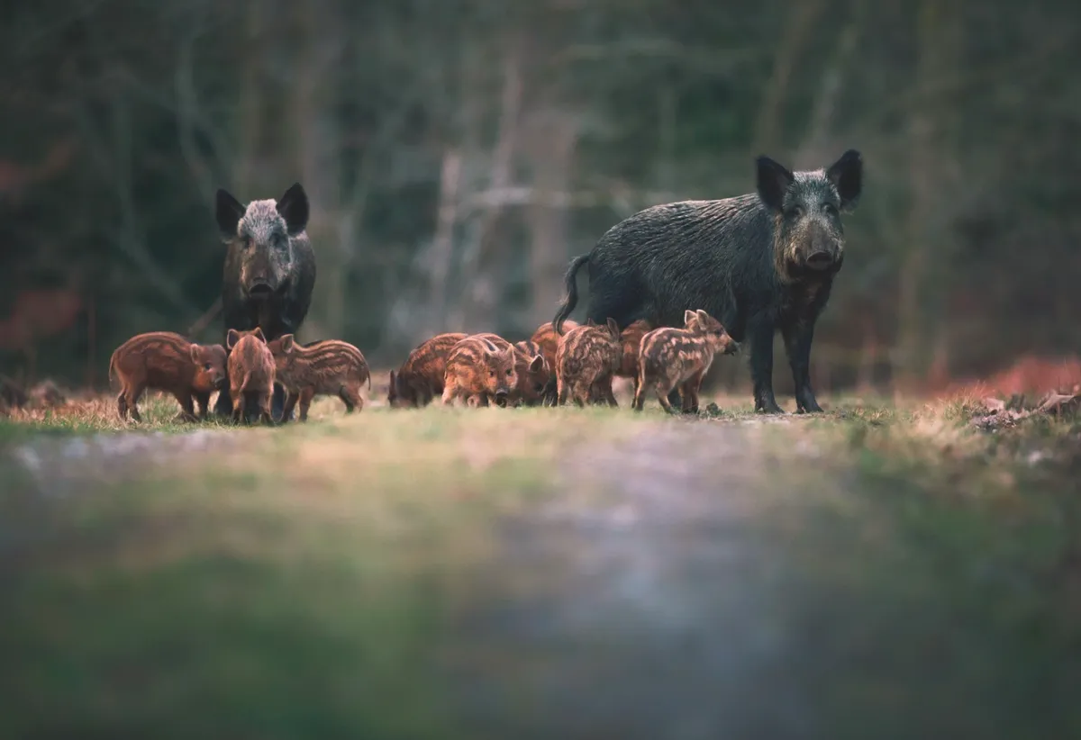 Wild boar in the Forest of Dean, Alamy