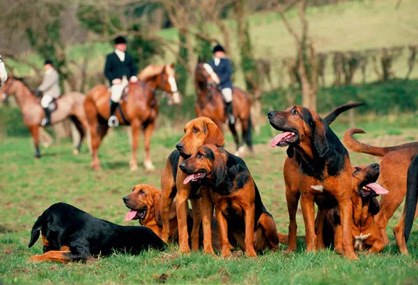 bloodhounds_0-314f545