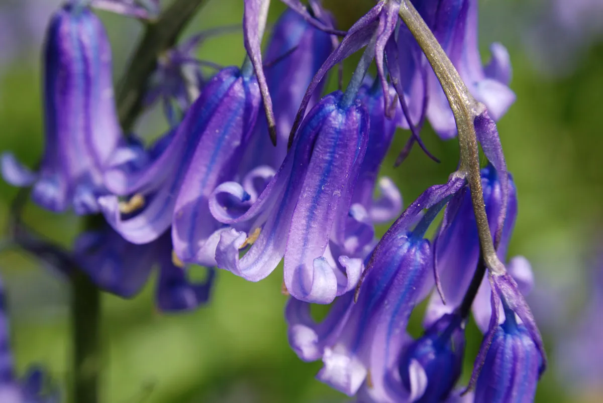 Bluebell Flowers - Growing Information For English And Spanish Bluebells
