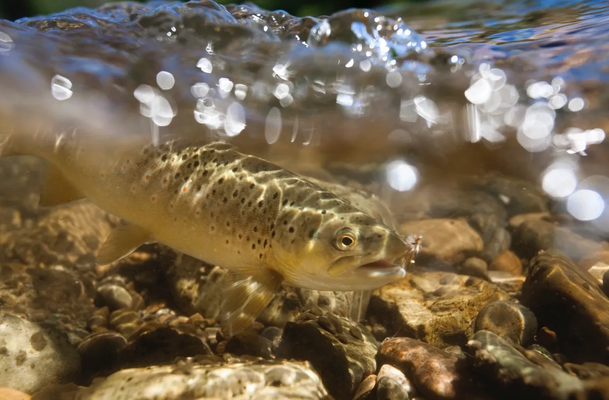 An underwater shot shows a brown trout on Rock Creek, MT.