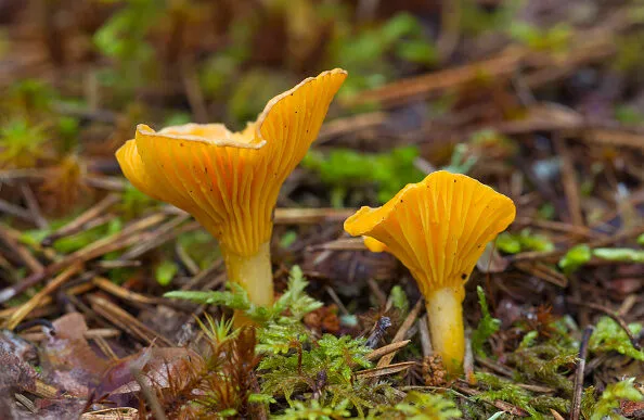 Mushrooms growing wild