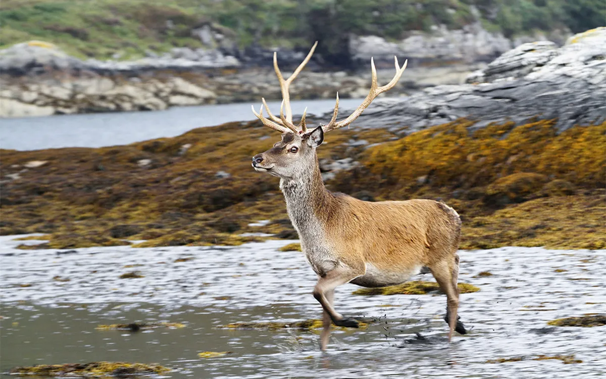 Deer in loch