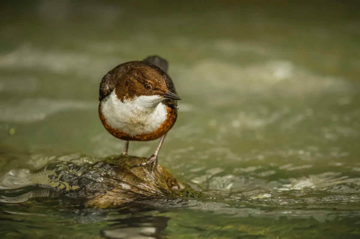 Dippers patrol the river