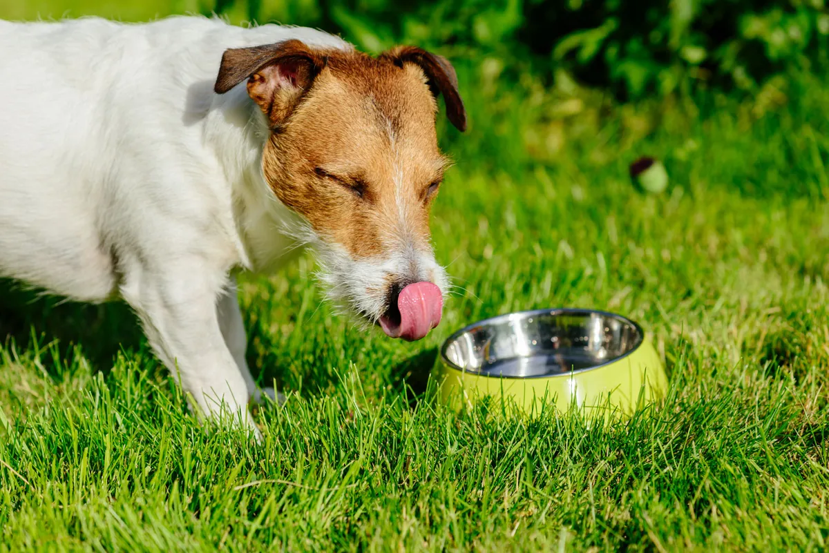 dog-drinking-from-water-bowl-5f90678