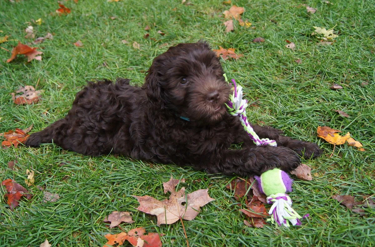 Puppy playing with toy on lawn