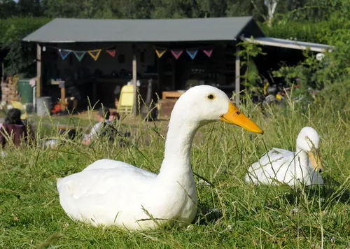 Ducks at Alde Garden, Suffolk
