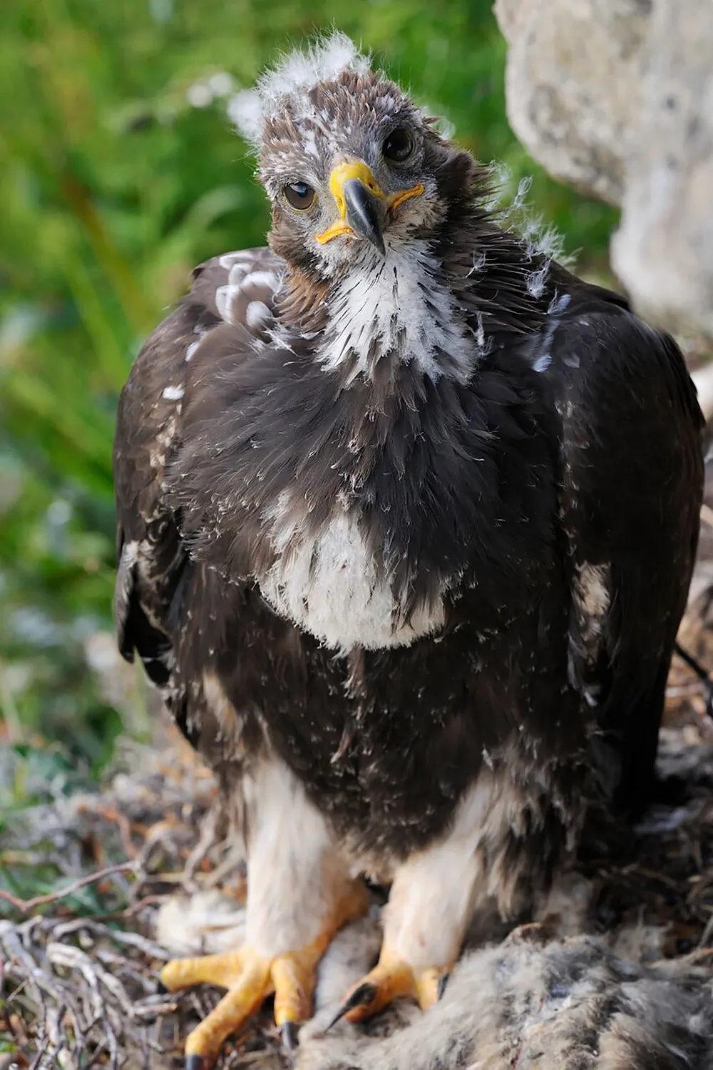 Golden eagle chick