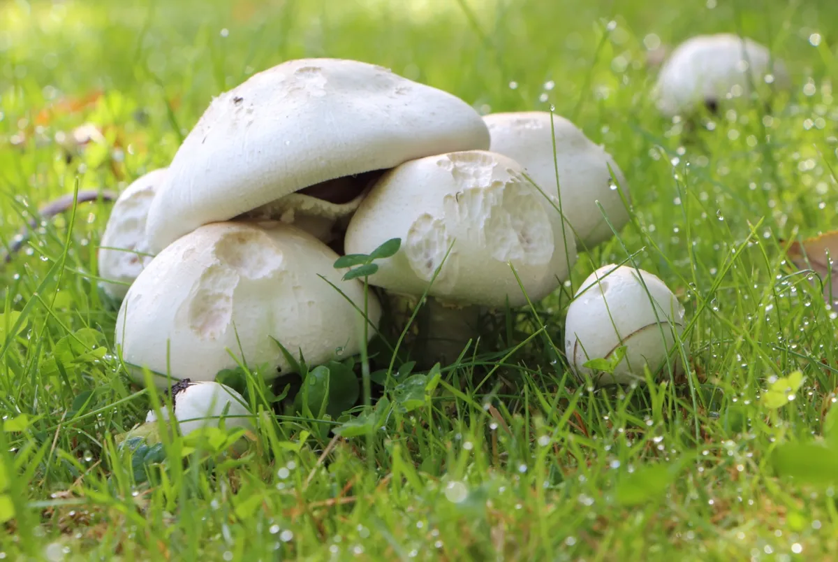 Field mushrooms and dewdrops in grass during autumn