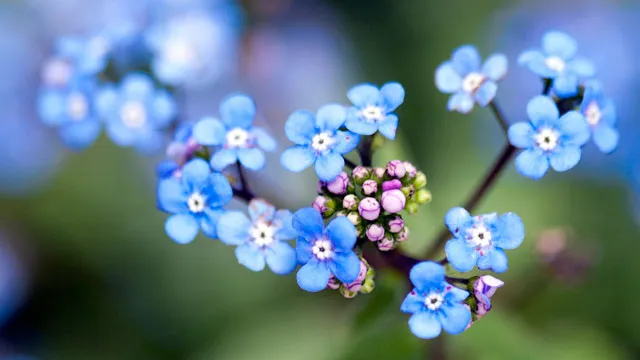 Blue flowers in bloom