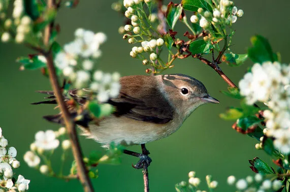 Garden Warbler (Sylvia borin) perched in tree in spring. (Photo by: Arterra/UIG via Getty Images)