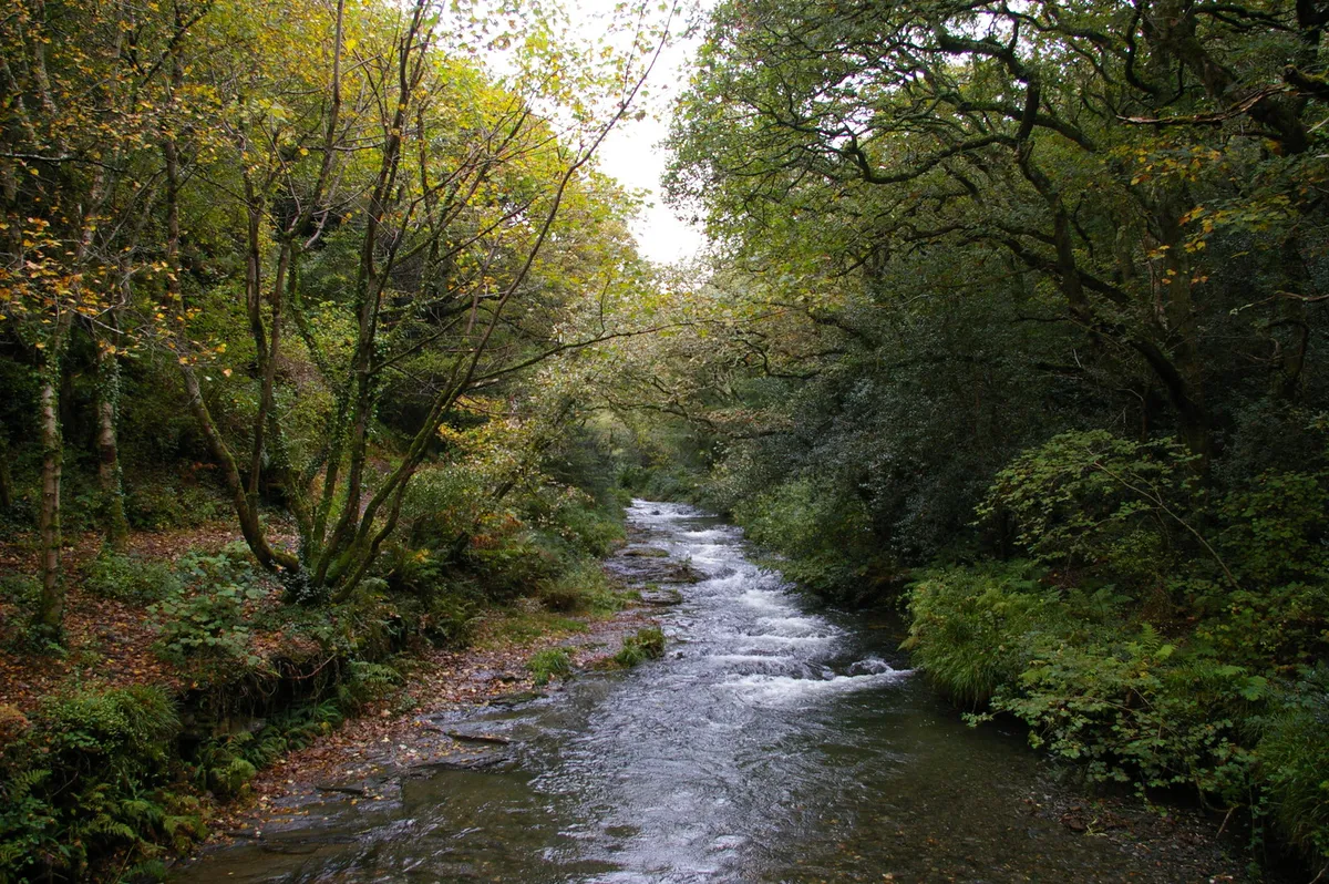 Peter’s Wood and the Valency River
