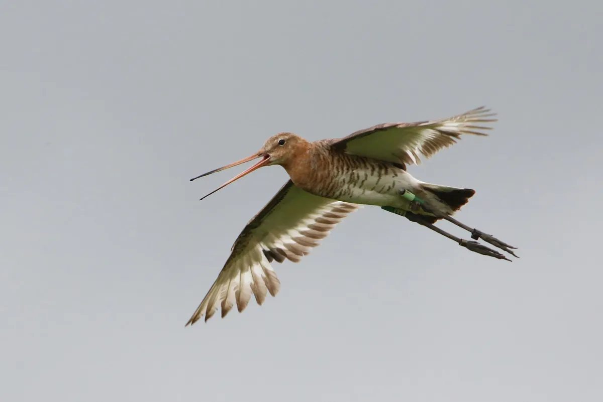 Black-tailed godwit in flight