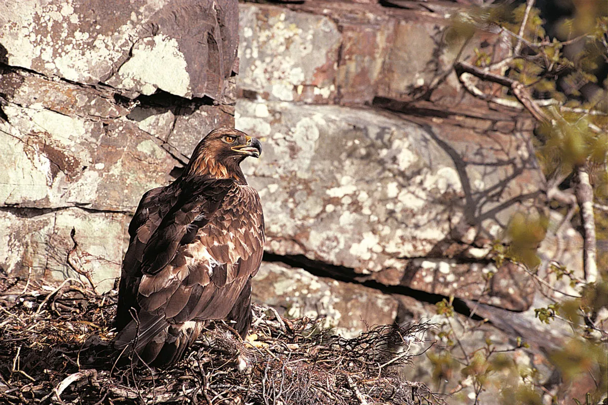Golden eagle at nest/Credit: Chris Gomersall, RSPB
