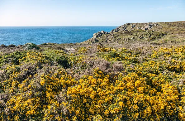 Gorse growing on headland with sea in the background