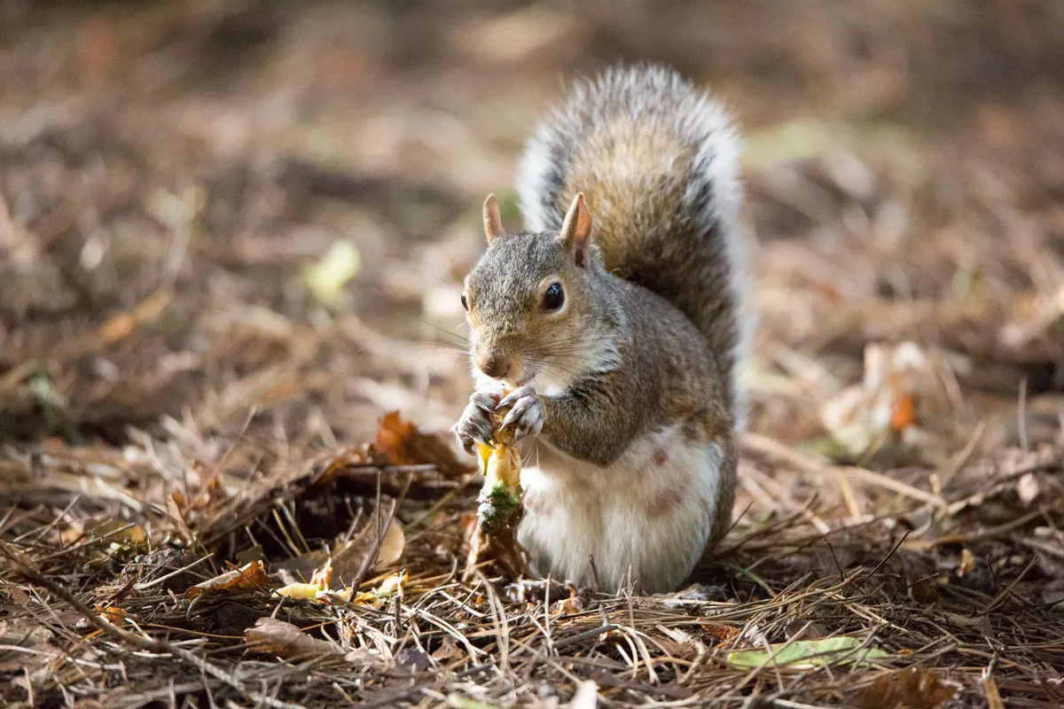 Grey squirrel holds nut