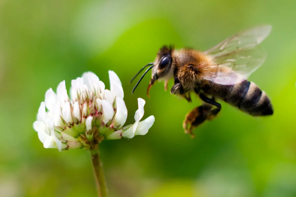 Honeybee on white clover. /Credit: Kees Smans/Getty Images