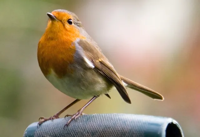 Britain's official bird is announced - Countryfile.com