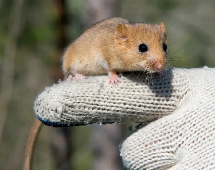 Charming dormouse sits on human finger dressed in glove. Dormice are small rodents and mostly found in Europe.