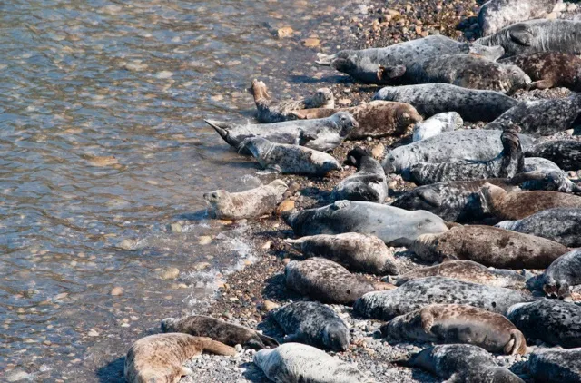 Grey seals, Skomer Island, South Wales