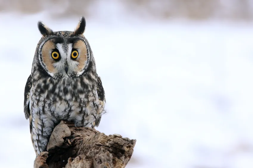 Long-eared owl ©iStock