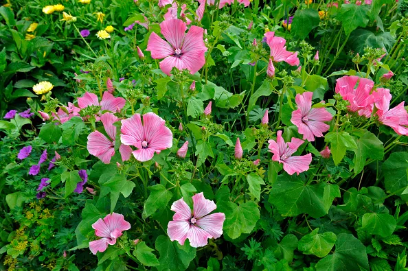 Mallow growing in the wild