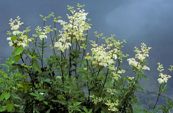 Meadowsweet plant growing in the wild