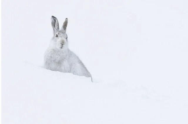 mountain_hare_hires_DAB2180-4127aab