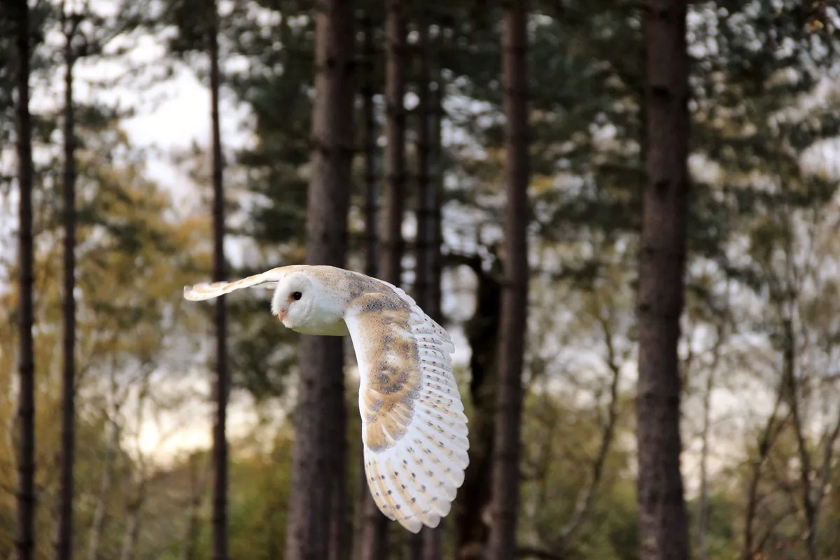 owl-in-flight-9a21448