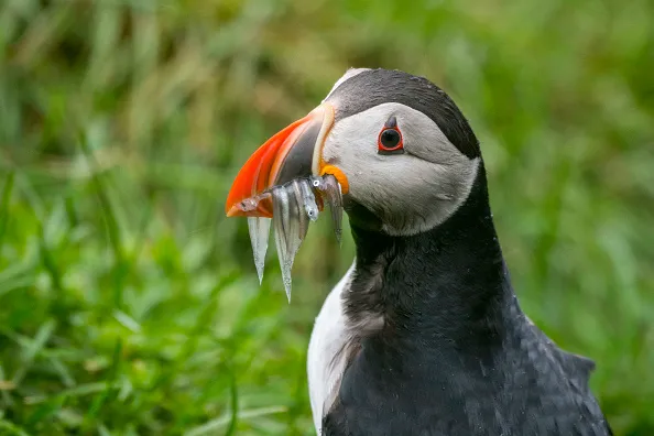 An Atlantic puffin with its beak full of sea eels